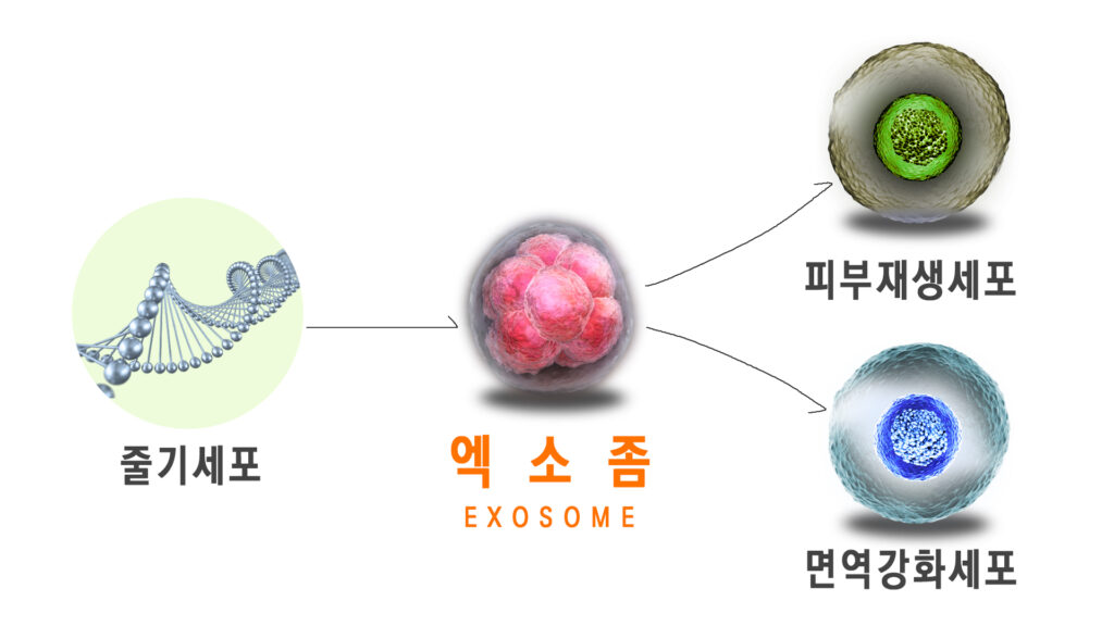 엑소좀 효과_도식화_엑소좀_링크성형외과_성하민원장_정민수원장